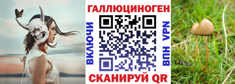 Купить  Суоярви  Галлюциногенные грибы Psilocybe 